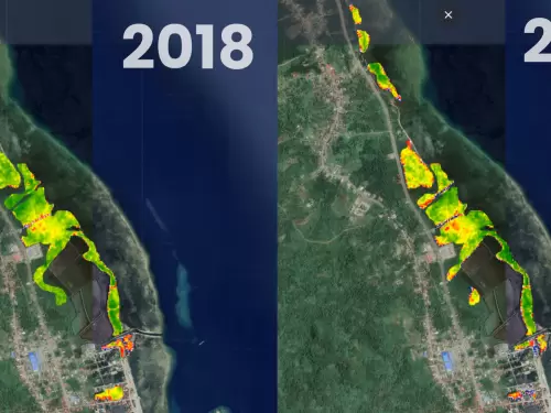 Darurat Mangrove di Bungku Tengah: Lestarikan Sekarang atau Kehilangan Selamanya